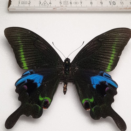 Papilio arturo maschio - arturo,